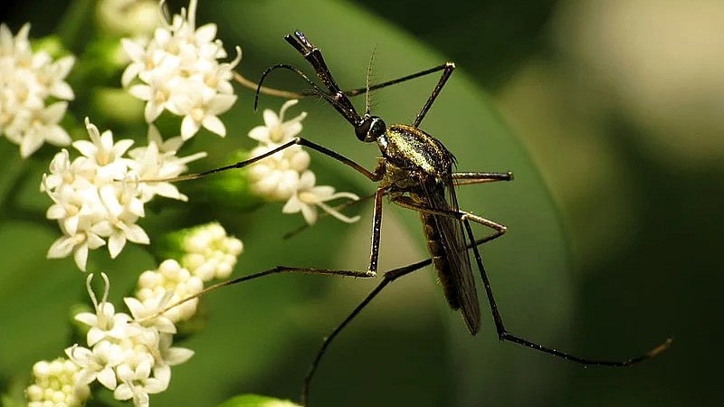 Iceland: கொசுக்கள் இல்லாத நாட்டில் முதன்முறையாக கண்டறியப்பட்ட 3 கொசுகள் - என்ன காரணம்?