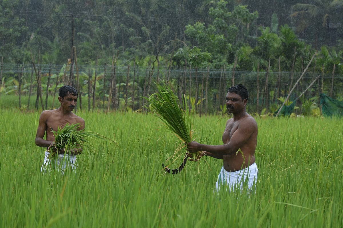 புத்தரி அறுவடைத் திருவிழா: கொட்டும் மழையிலும் சிறப்பாக கொண்டாடிய பழங்குடிகள்! | Photo Album