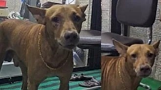 வைரலாகும் டைசன் : கழுத்தில் தங்க செயினுடன் நகைக்கடையை பாதுகாக்கும் நாய்!