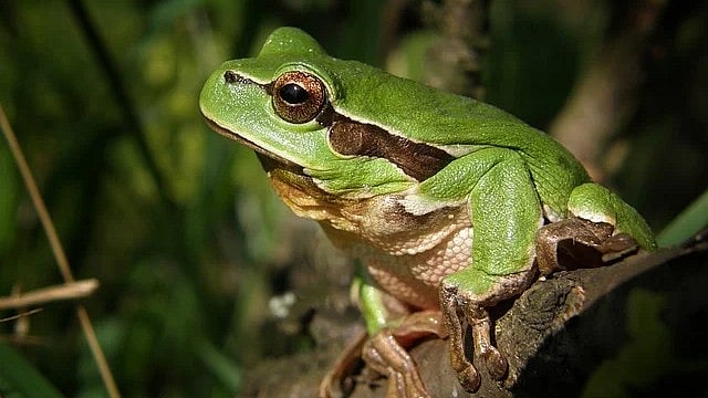நுரையீரல் இல்லாமலும் சுவாசிக்கும் தவளைகள் - சுவாரஸ்யத் தகவல்கள்