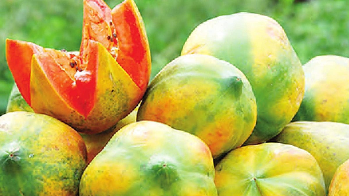 ரூ.40,000-க்கு ஏலம் போன ஒரு பப்பாளி பழம் - கர்நாடக கோயிலில் நடந்தது என்ன?