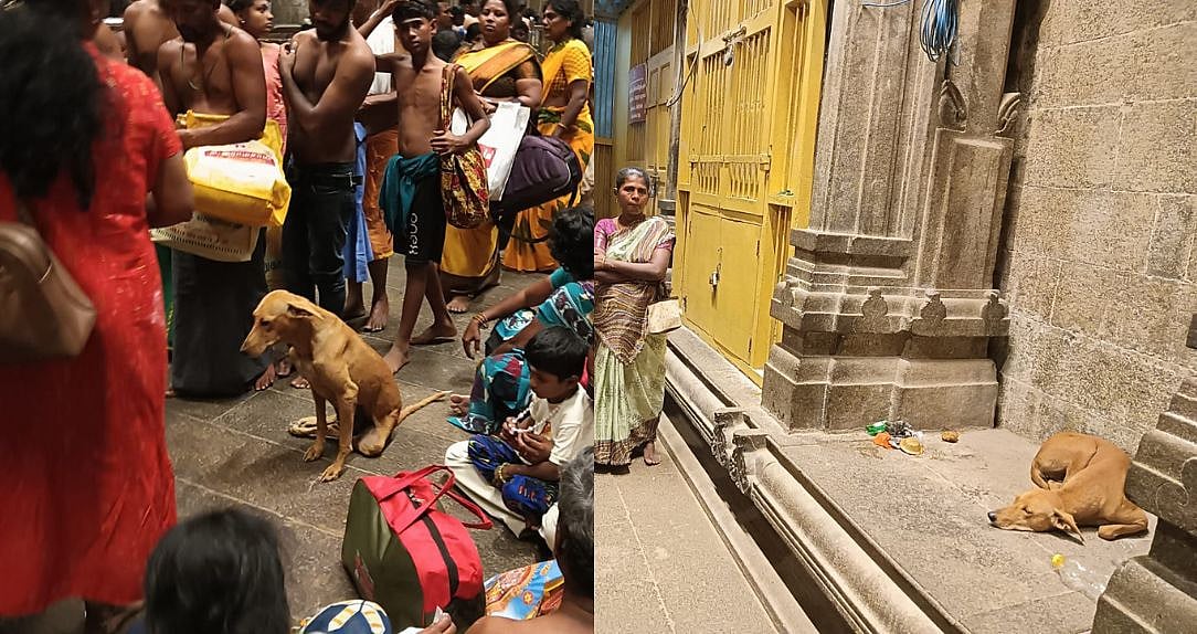 திருச்செந்தூர் கோயிலுக்குள் தெருநாய்கள்; ரூ.100 தரிசன வரிசையில் பக்தரை கடித்த பரிதாபம்