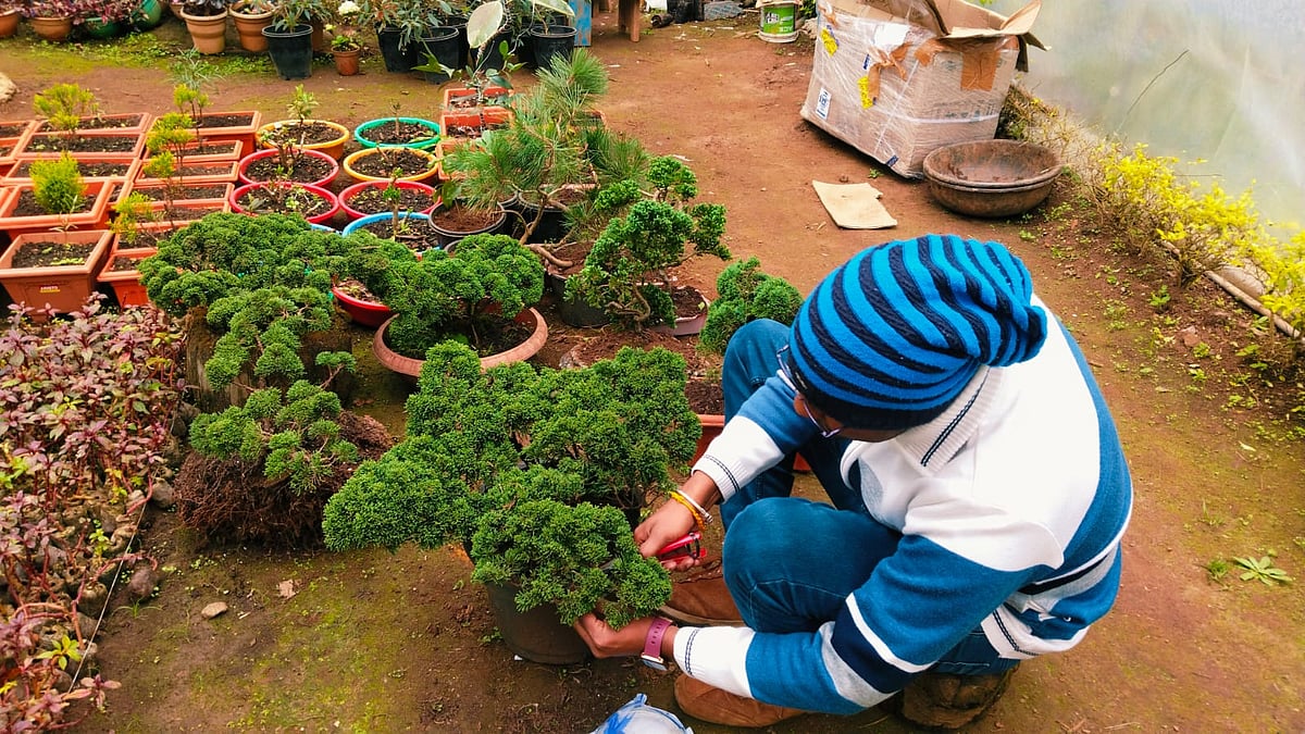 Bonsai: கிறிஸ்துமஸ் ஸ்பெஷல் குட்டை மரங்கள், முதல் முறையாக களமிறங்கிய தோட்டக்கலைத்துறை!