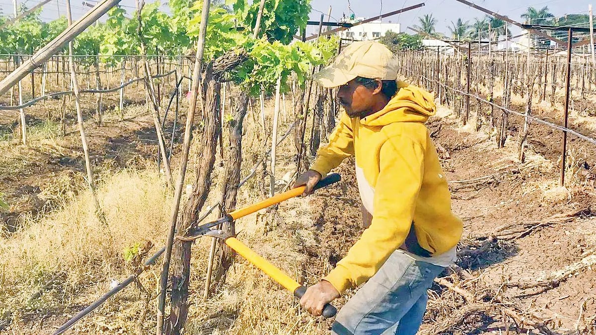 மகாராஷ்டிரா: பருவம் தவறிய கனமழை; திராட்சை விவசாயம் 70% பாதிப்பு - உயிரை மாய்த்த 9 விவசாயிகள்
