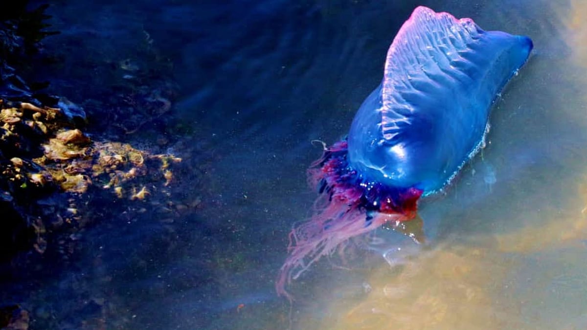 ஜப்பானில் புதிய வகை `நீல சாமுராய்' ஜெல்லிமீன் கண்டுபிடிப்பு - மாறிவரும் கடல் நீரோட்டம் காரணமா?