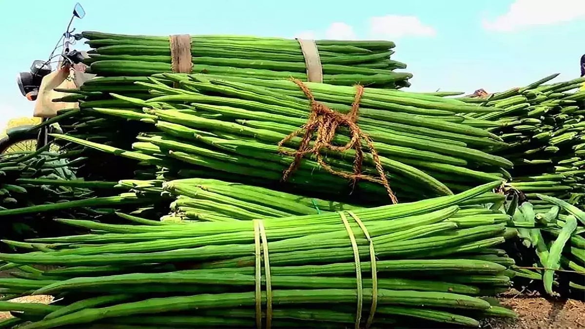 தூத்துக்குடி: முருங்கைக்காய் கிலோ ரூ.320, கத்தரிக்காய் ரூ.120 - விலை உயர்வுக்கு காரணம் என்ன?