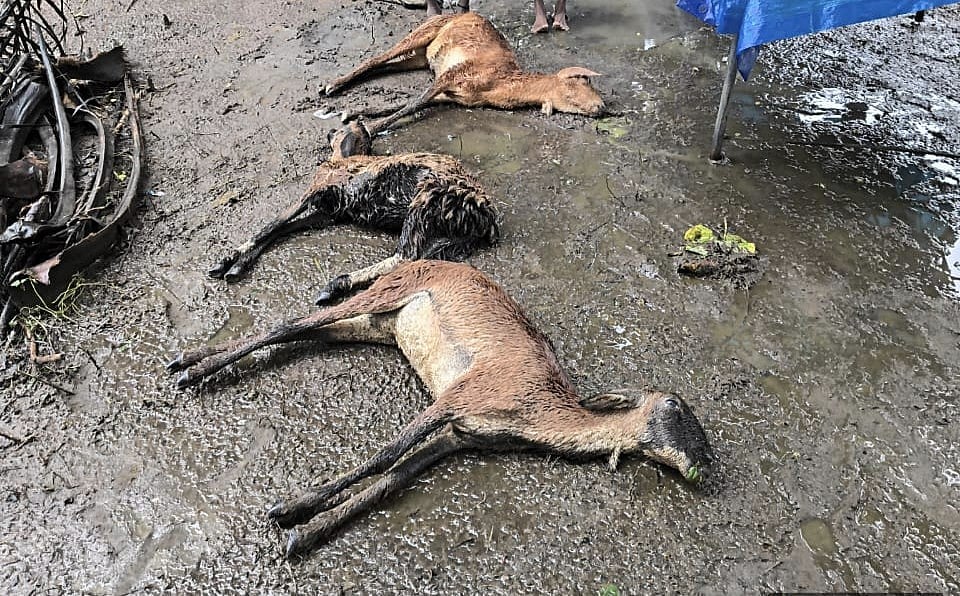 ஒரத்தநாடு: டிட்வா புயல் எதிரொலி; கடும் குளிர் காற்றைத் தாங்க முடியாமல் 50 ஆடுகள் பலி?