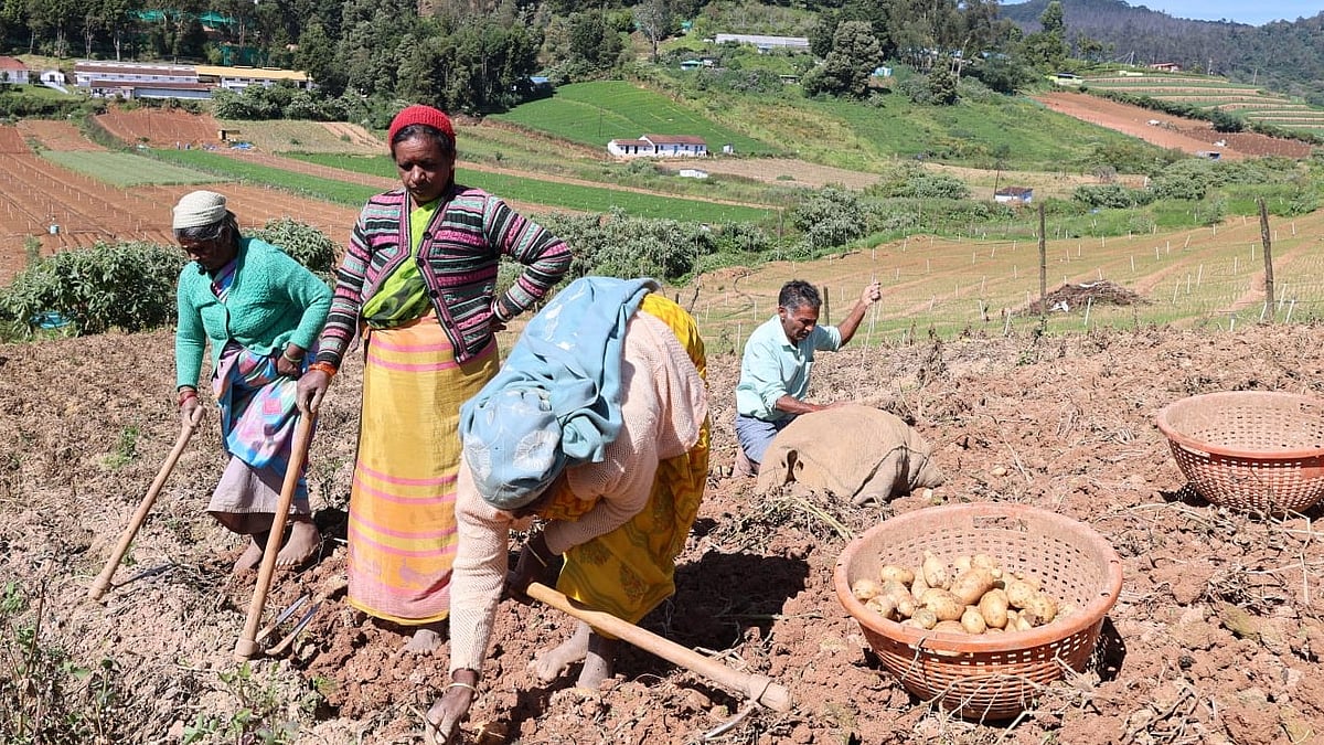 ஊட்டி : முத்தோரை பாலடாவில்  உருளைக்கிழங்கு அறுவடை! -  போட்டோ ரவுண்ட்அப்