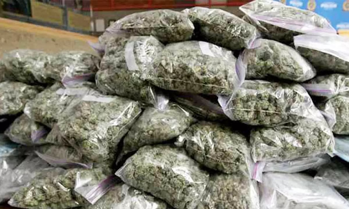 AI உதவியால் Hydroponics கஞ்சா; Digital Currency ஆன ரூ.4.5 கோடி; MBA பட்டதாரிகள் கைதான பின்னணி என்ன?