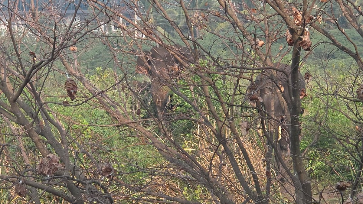 கோவை: ஐடி பார்க் அருகே குட்டையில் குளிக்கும் யானைகள்; வனத்துறையினர் கண்காணிப்பு