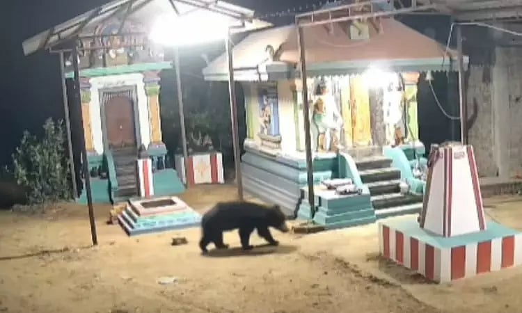 நெல்லை: சுவர் ஏறிக் குதித்து கோயிலுக்குள் புகுந்த கரடி; துணிகளைக் கடித்து ஆக்ரோஷம்;அச்சத்தில் மக்கள்