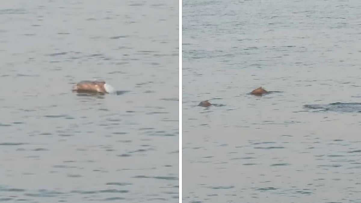 மும்பை: 5 ஆண்டுகளுக்குப் பிறகு கடற்பகுதியில் தென்பட்ட டால்பின்கள் - வைரலாகும் வீடியோ!