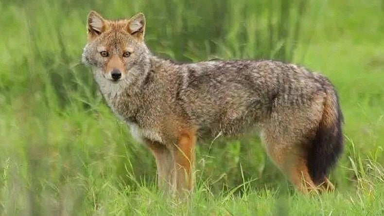 தென்காசி: அழிவின் விளிம்பில் குள்ளநரிகள்; பாதுகாக்க முயற்சி எடுக்கும் வனத்துறை!