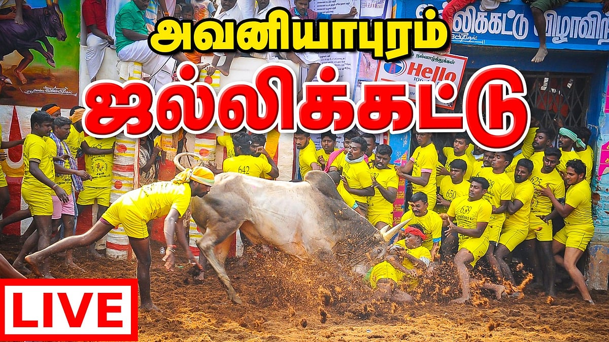 Live: உலகப் புகழ்பெற்ற அவனியாபுரம் ஜல்லிக்கட்டு: நேரடி ஒளிபரப்பு! 