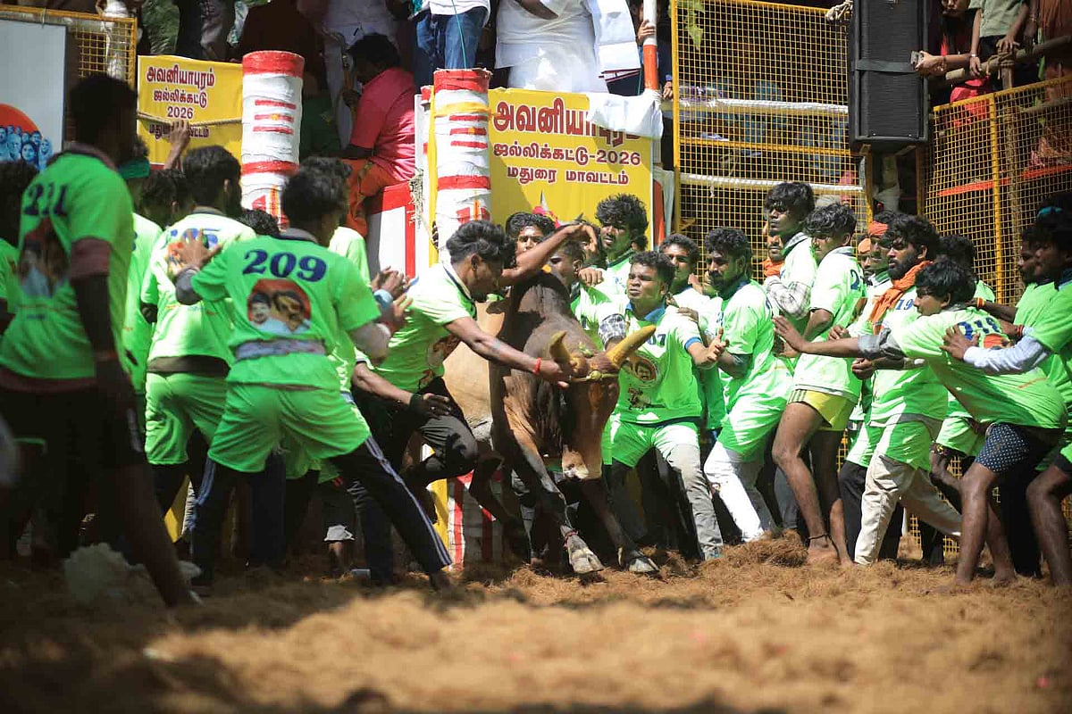 அவனியாபுரம் பாரம்பர்ய ஜல்லிக்கட்டு: சீறிப் பாய்ந்த காளைகள், சாகசம் காட்டிய வீரர்கள்!