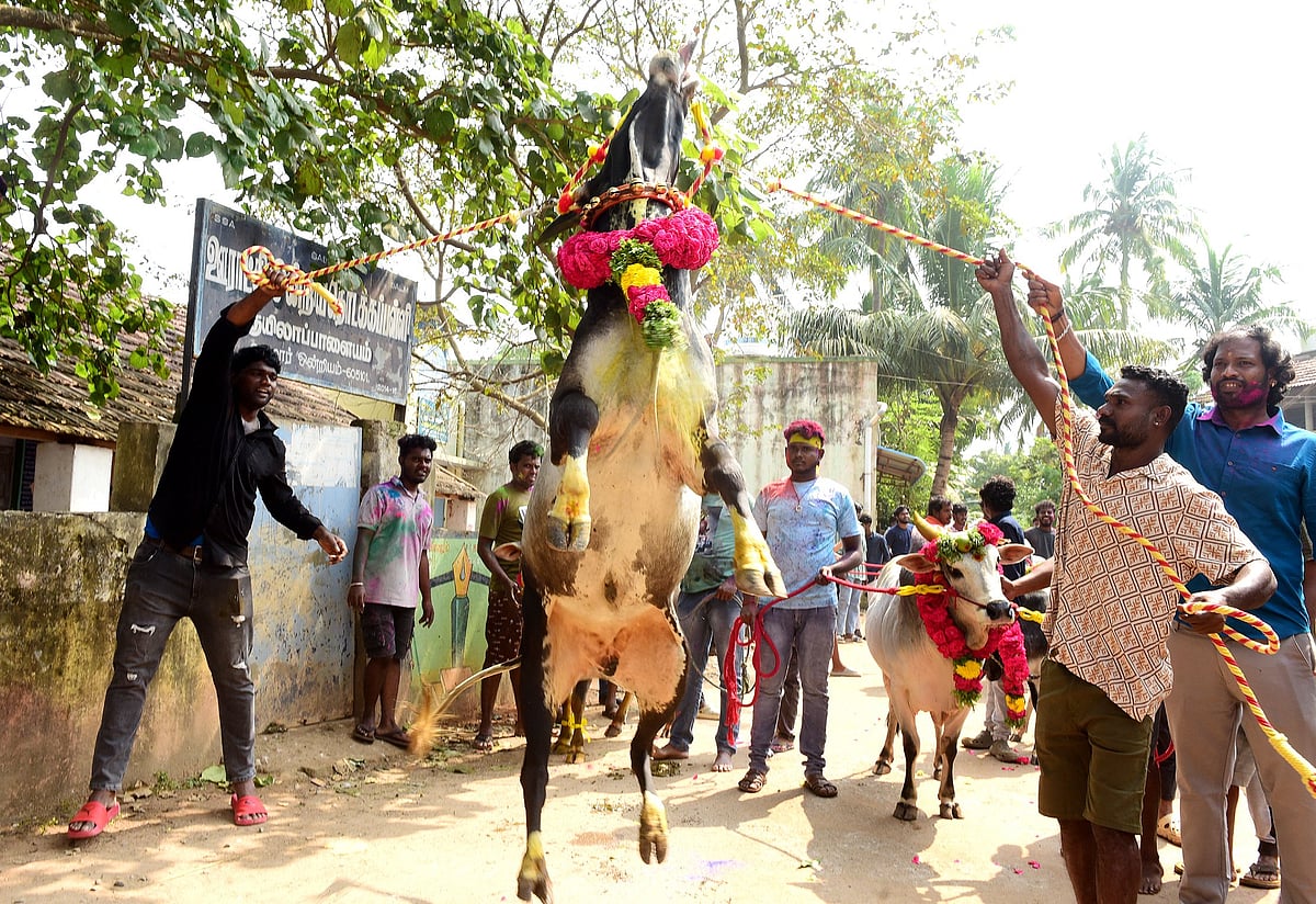 புதுச்சேரி: ஆரோவில்லில் மஞ்சு விரட்டு நிகழ்ச்சி
