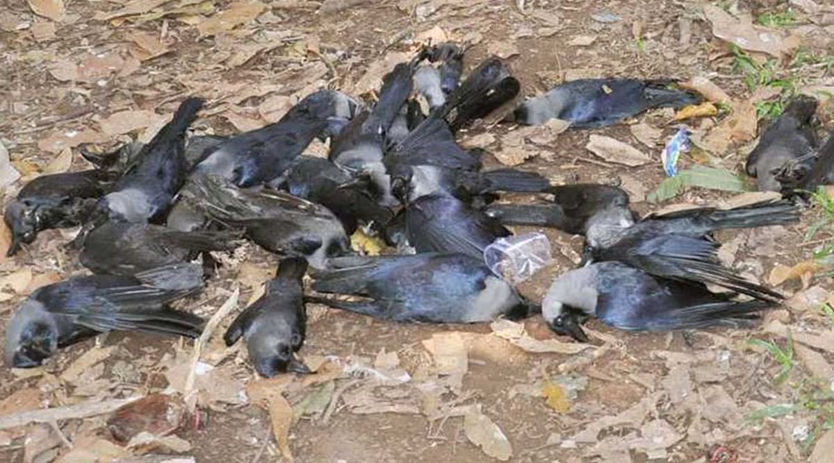 'வெறும் கைகளால் தொடக் கூடாது'; சென்னையில் பரவும் பறவைக் காய்ச்சல் - தமிழ்நாடு அரசு எச்சரிக்கை! 