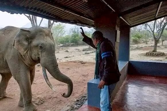 நீலகிரி: மார்க் டவிடார் என்ற மனிதரும் ரிவால்டோ யானையும்... பாசப் பிணைப்பின் கதை - கலங்கும் மக்கள்!