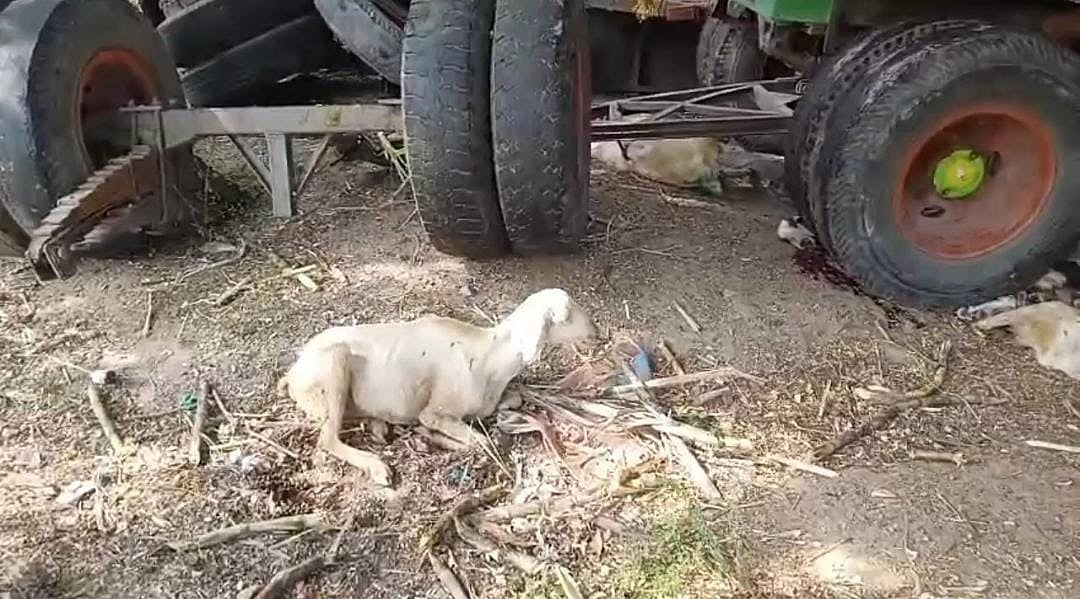 'மதுபோதையில் டிராக்டரை ஓட்டிய நபர்; ஆட்டுமந்தையில் மோதி 81 ஆடுகள் பலி' - திருச்சியில் அதிர்ச்சி 