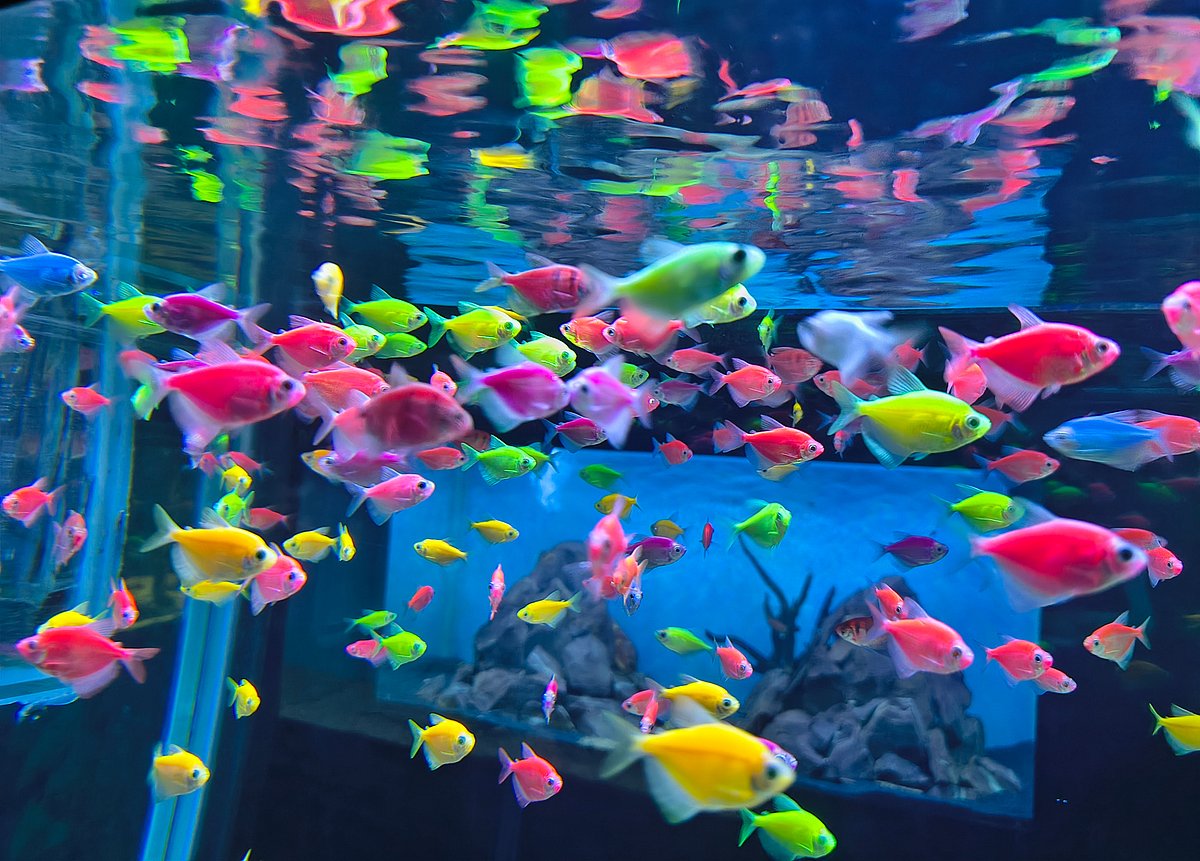 நெல்லை: 'ஏஞ்சல், கோல்ட் ஃபிஷ்' - கண்ணைக் கவரும் தமிழக அரசின் வண்ண மீன் காட்சியகம்! | Photo Album