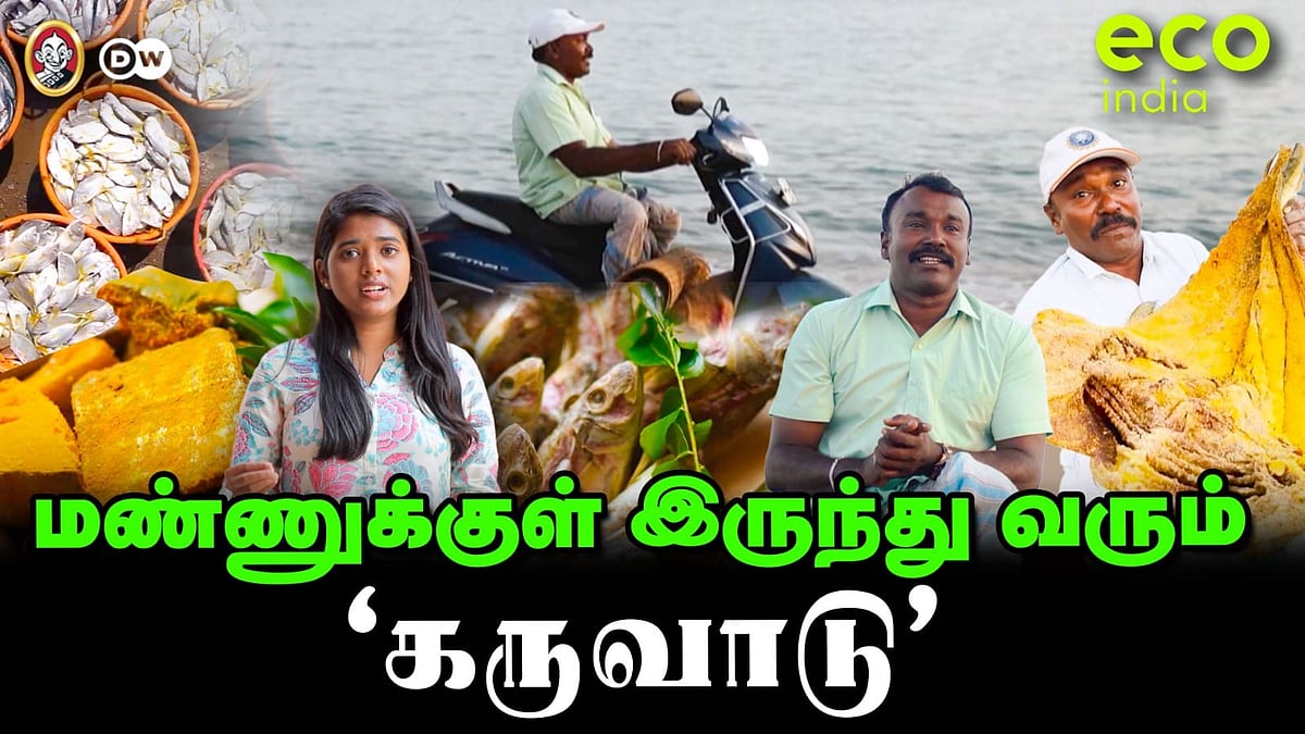 மண்ணுக்குள் இருந்து வரும் 'கருவாடு' | குழந்தைகள் ஊட்டச்சத்து ஆபத்து ? | Eco India S2 EP-9
