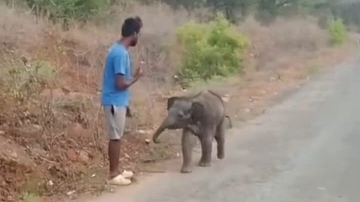 கோவை: தாயைப் பிரிந்து தவிக்கும் குட்டி யானை; கூட்டத்தோடு சேர்க்க வனத்துறை முயற்சி!