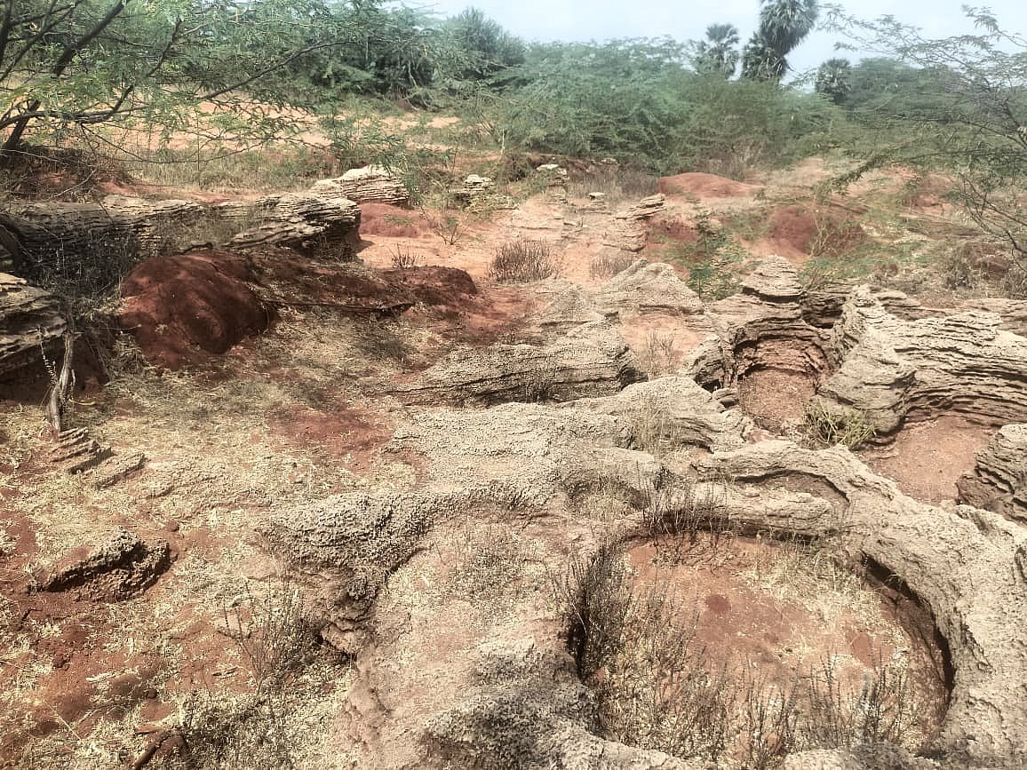இதுதான் முதன்முதலாக மேற்கொள்ளப்பட்ட கடல்சார் வேளாண்மை! - தொல்லியர் அறிஞர் ராஜேஷ்!
