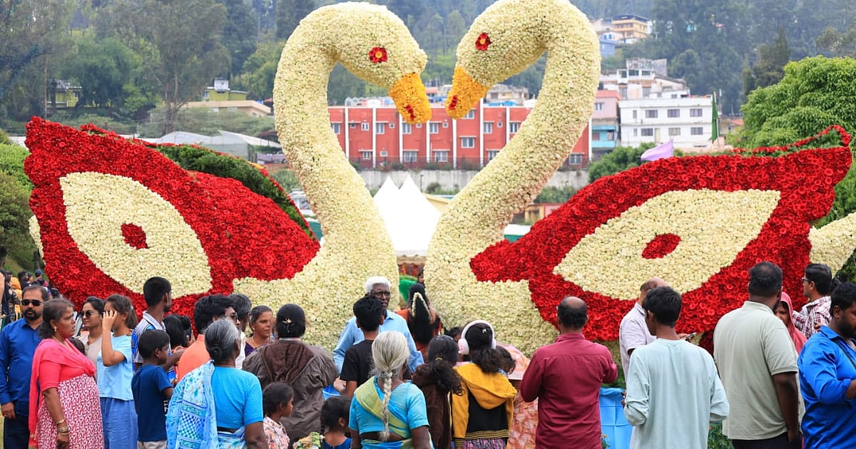 Ooty Rose Show: ஹார்ன் பில் முதல் ஹம்மிங் பறவை வரை; 2 லட்சம் ரோஜாக்களால் களைகட்டும் ஊட்டி!