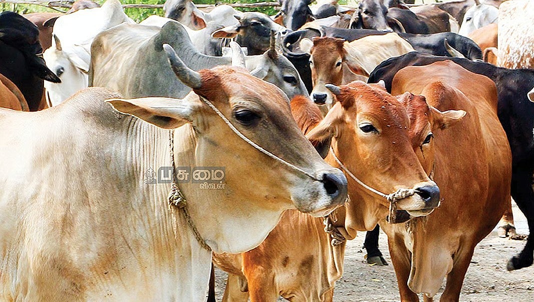 ராணிப்பேட்டை: 1.90 லட்சம் கால்நடைகளுக்கு `கோமாரி நோய்’ தடுப்பூசி | ஜூலை 1-ம் தேதி முகாம்