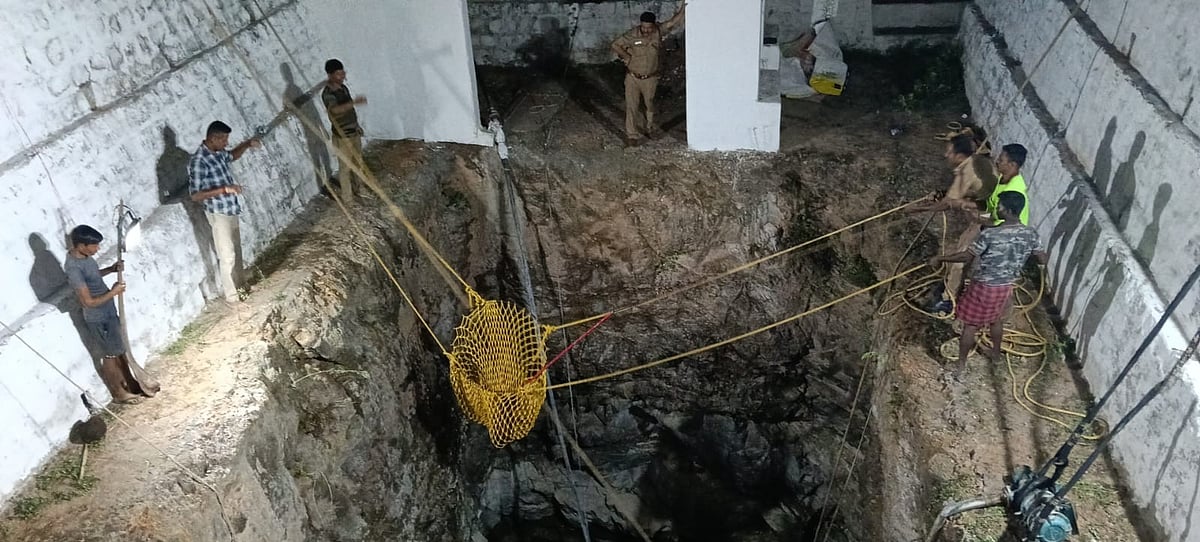 பொள்ளாச்சி: கிணற்றுக்குள் தவறி விழுந்த காட்டுப்பன்றி கூட்டம்; வனத்துறை போராடி மீட்டது எப்படி?