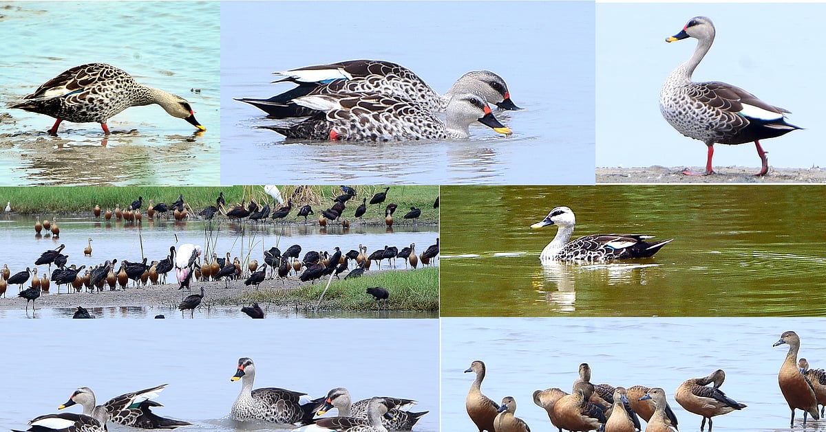 விழுப்புரம்: மரக்காணம் பகுதியில் அதிகளவில் அரிதான நீர் வாத்துகள் | Photo Album