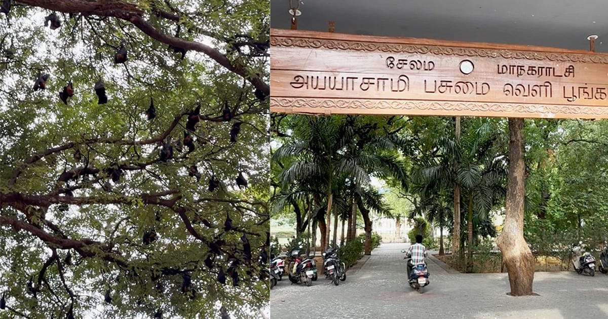 அம்மாபேட்டை: பூங்காவில் அடைக்கலமாகும் ஆயிரக்கணக்கான வௌவால்கள் - கவனம் ஈர்க்கும் `Batman' Park!