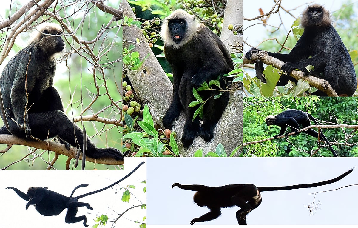 கருமந்தி: மேற்குத் தொடர்ச்சி மலையில் அடர் வனத்தில் அரிதாக காணப்படும் கருங்குரங்குகள் | Photo Album