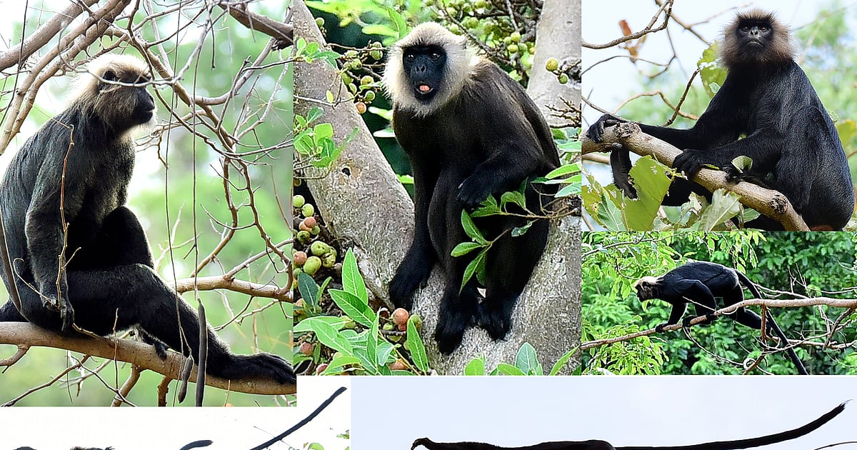 கருமந்தி: மேற்குத் தொடர்ச்சி மலையில் அடர் வனத்தில் அரிதாக காணப்படும் கருங்குரங்குகள் | Photo Album