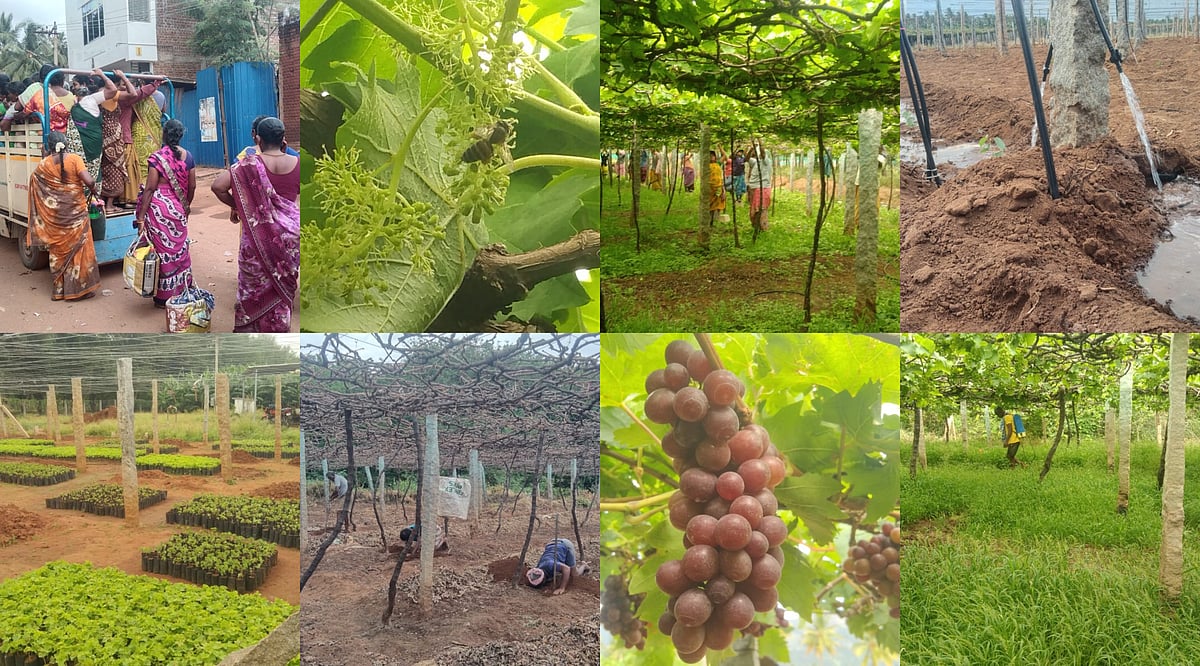 தேனி: ஒரு கொத்து திராட்சையின் பின்னணியில் ஓராயிரம் வியர்வை துளிகள் - திராட்சை விவசாயம் Photo Story
