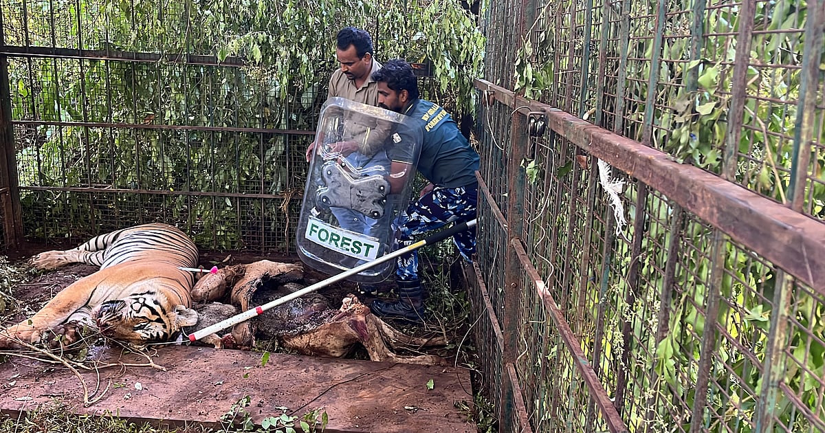கூடலூர்: கூண்டுக்குள் சிக்கிய ஆட்கொல்லி புலி, முடிவுக்கு வந்த ஒரு மாத போராட்டம்! | Photos