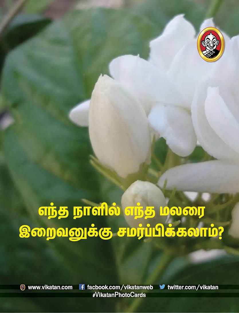 Jasmine Flower Kavithai In Tamil Best Flower Site