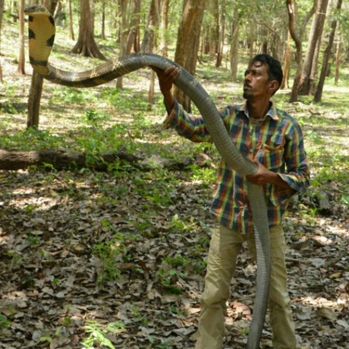 “பாம்புப் பிடிக்க காசு கேட்கமாட்டேன்... ஆனா இப்ப என் பையனுக்குத்