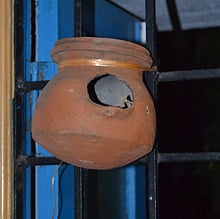 Sparrow pot