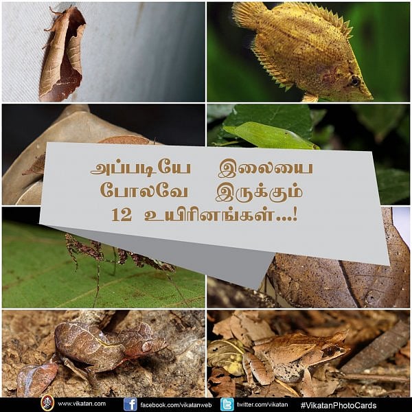 இலையா... பூச்சியா... நீங்களே கண்டுபிடிங்க! #VikatanPhotoCards - Vikatan