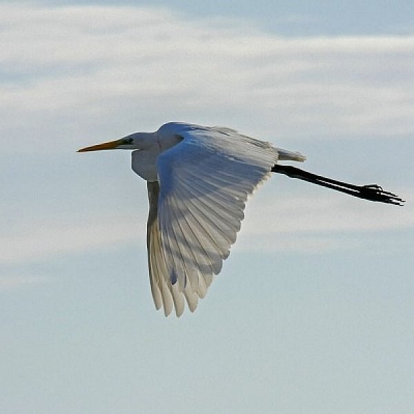 பறவைகளுக்கு வானத்தில் சரியான திசையைக் காட்டுவது யார்? | How Birds find ...