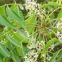 Neem Tree Uses (Tamil) | சரும நோய்களுக்கு மருந்தாகும் வேம்பு! - Vikatan