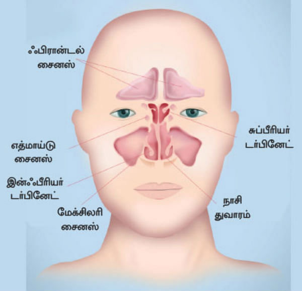 Sinus meaning shop in tamil