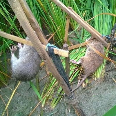ஆண்டுக்கு லட்சம் எலிகளை ஒழிக்கும் கிட்டி தொழில்! | Million rats abolish ...