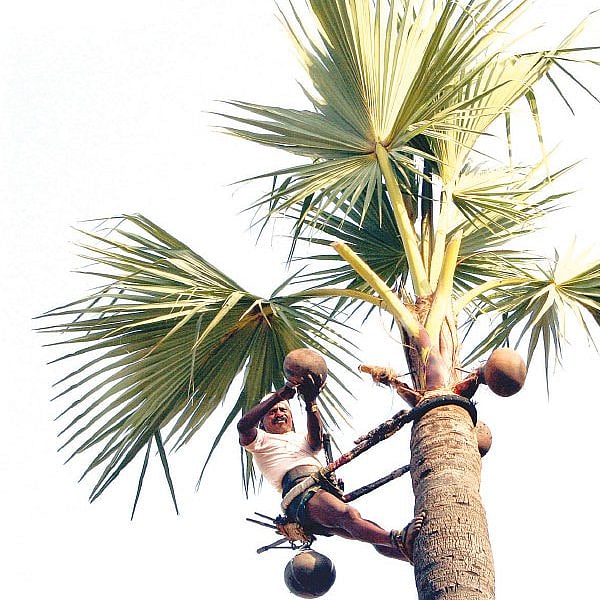 Doctor Vikatan - 01 April 2018 - பதநீர் என்கிற இயற்கை டானிக் ...