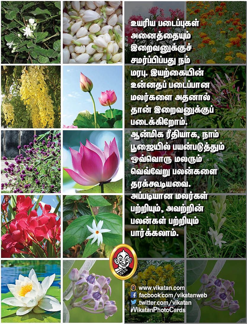 99 Flowers Name In Tamil With Picture Best Flower Site
