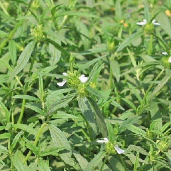 தும்பை
