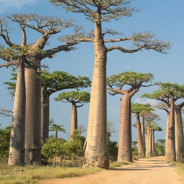 1,000 ஆண்டு பழைய பயோபப் மரங்களின் சாவுக்கு யார் காரணம்? | Africa's ...