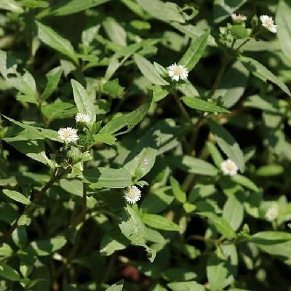 Relief from Joint Pain and Improved Iron Levels Benefits of Green Varieties During Monsoon