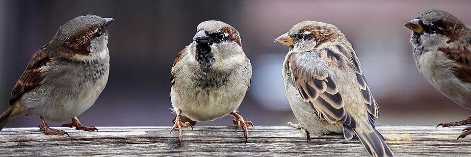Sparrow